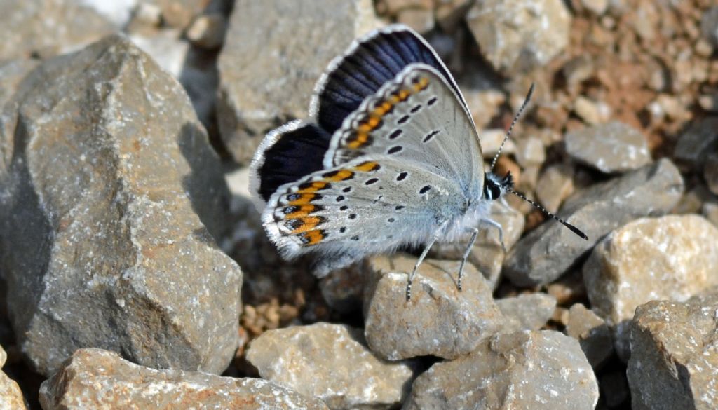 Plebeius argyrognomon?